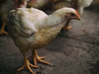 chick just stuffed into white feathers stands near other chicks. High quality photo