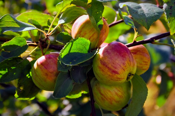 Red-yellow apples ripen on a branch close-up. A close up of apples ripening on a tree and green leaves behind the fruit.