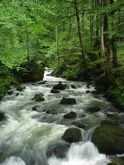 River stream surrounded by green trees