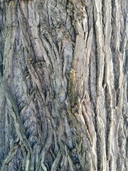 bark of a tree