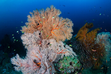 Naklejka na ściany i meble Beautiful corals and colorful tropical fish on a coral reef in the Andaman Sea