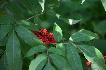 red berries on a bush