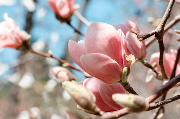 Beautiful magnolia tree blossoms in springtime. Jentle magnolia flower against sunset light.