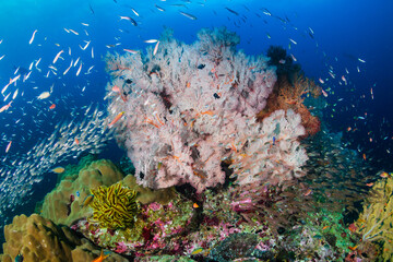 Fototapeta na wymiar Beautiful corals and colorful tropical fish on a coral reef in the Andaman Sea
