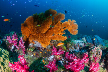 Fototapeta na wymiar Tropical fish on a colorful, healthy coral reef in Thailand's Andaman Sea