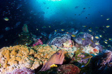 Naklejka na ściany i meble Giant Moray Eel hiding on a healthy, colorful coral reef