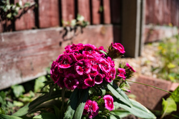 Beautiful pink petunia flowers (Petunia hybrida) in garden with bokeh background.