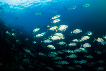 School of Trevally hunting on a tropical reef in Asia