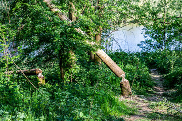 Forest landscape with trees gnawed by beaver, selective focus. Natural habitat of beavers. Nature reserve Harderbos in Zeewolde, Netherlands.