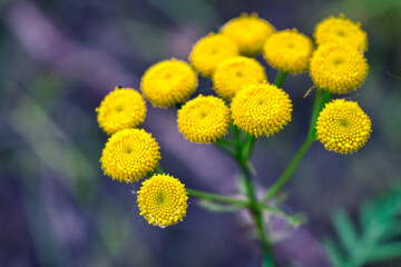 Morning field background with wild flowers. Wild flowers in a meadow nature.