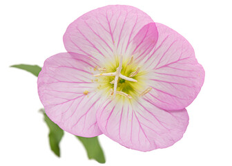 Pink flower of Oenothera, isolated on white background