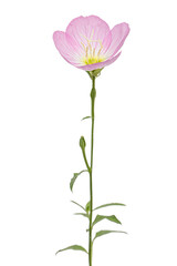 Pink flower of Oenothera, isolated on white background