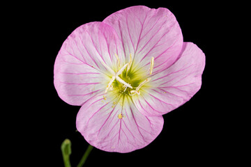 Pink flower of Oenothera, isolated on black background