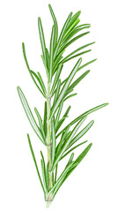 Top view of fresh rosemary twig isolated on a white background