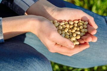 Hands of a girl farmer with pea seeds. Planting vegetables in the soil on the farm. In denim overalls.