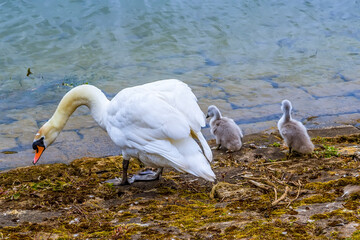 A mother swan and her young inspect the shore on the eastern bank of Raventhorpe Water, Northamptonshire, UK