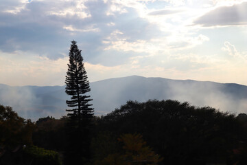 Tree Silhouette over cloudy and foggy day in Tepoztlan Mexico