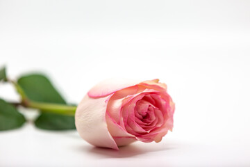 A Pink Rose Isolated Against a White Background