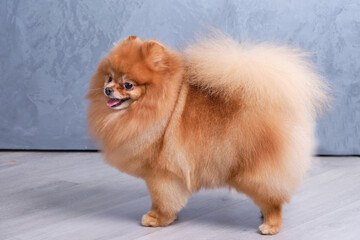 Fototapeta na wymiar A Pomeranian dog on a gray background after grooming in an animal salon. Haircut by breed