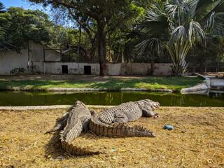 Two Crocodiles Infront Of Lake At Local Zoo Garden