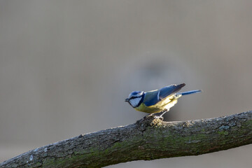 Blue tit perched on tree branch
