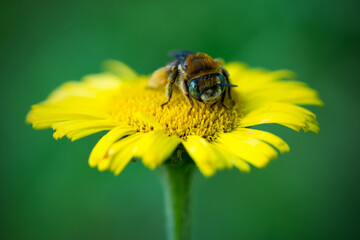 bee on yellow flower