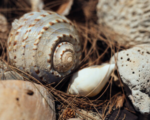 Large seashells stacked together on the beach