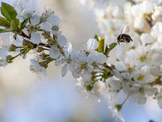 Bumblebee approaches a branch of a blooming sour cherry tree in spring
