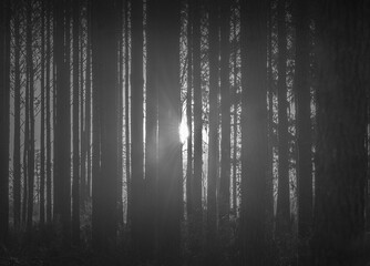 Black and white sunrise through the pine forest