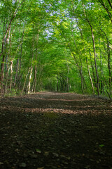 footpath in the forest