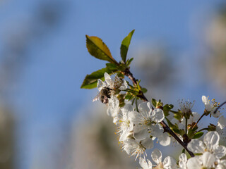 Honey bee feeding on a sour cherry blossom in spring
