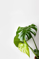 Fototapeta premium Beautiful young leaves of monstera in pot stand against background of white wall. Minimalism concept. Selective focus, copy space