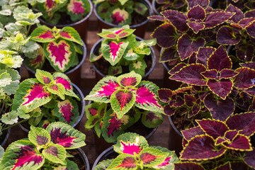 Coleus blumei or painted nettle growing in pots in greenhouse