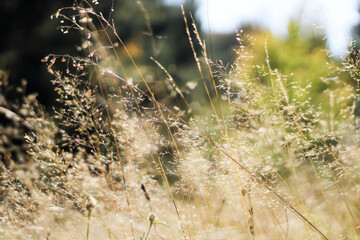 beautiful grass fluttering in the wind, photographed close up
