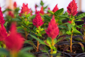 Blooming pink celosia's flower heads