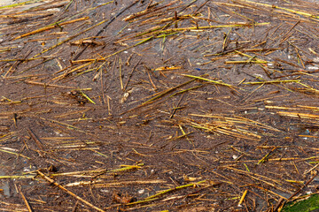 Toxic chemicals, fuel oil stains, and human garbage disposals floating on surface of sea water