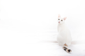 White Cat on White