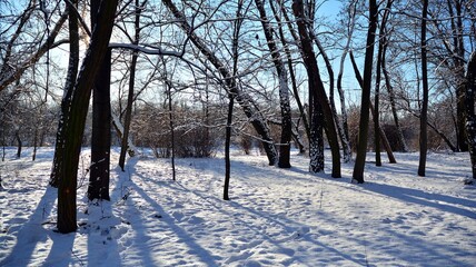 snow covered trees in the park