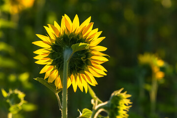 sunflowers in a field