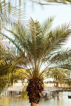 Closeup Of A Palm Tree In Tropical Savanna Climate