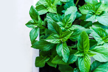 Growing basil at home. Plants close up