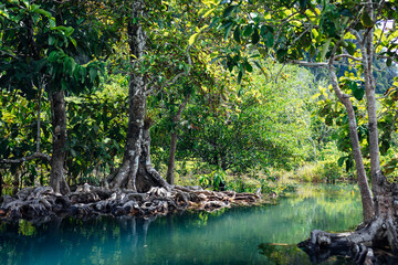 Fototapeta na wymiar Mangrove forest with emerald pool in Krabi, Thailand