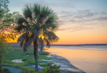 Palmetto tree at sunset by the river
