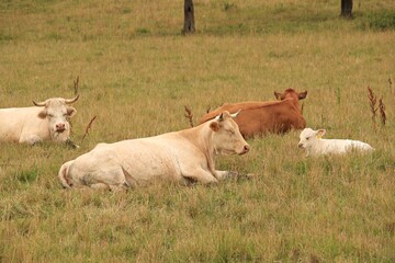 Cows graze in the meadow outside the village on a hot summer day