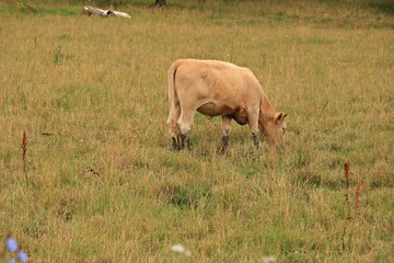 Cows graze in the meadow outside the village on a hot summer day