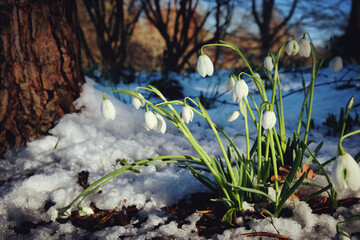 Dainty white Snowdrops (Galanthus) in flower and surrounded by a snow covered ground