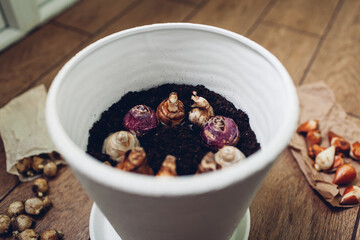 Growing spring bulbs in pot at home. Narcissus, hyacinth bulbs put in soil. Gardening work. Hobby