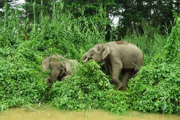 Rush hour on the Kinabatangan river