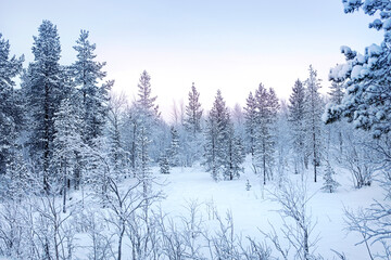 winter forest landscape, frosty morning in a snowy forest, beautiful panorama after a snowfall