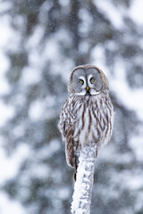 Great grey owl, Strix nebulosa perched on a tree trunk on a snowy winter day in Finnish Lapland